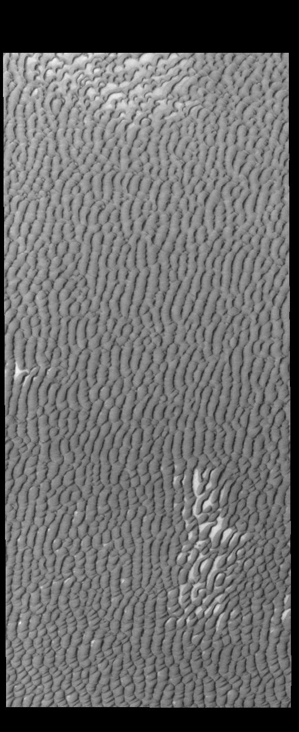 This image from NASAs Mars Odyssey shows Olympia Undae, a vast dune field in the north polar region of Mars.