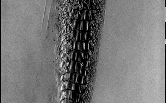 Although this may look like a hostile alien life form, it's actually a complex line of sand dunes near the northern ice cap of Mars.